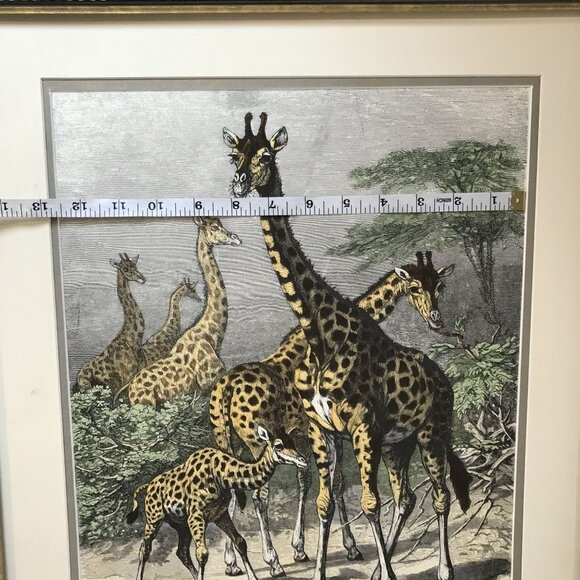 VTG Friedrich Specht "Giraffe" Late 19th Century Woodcut Art Jungle Multi-color - Picture 5 of 12
